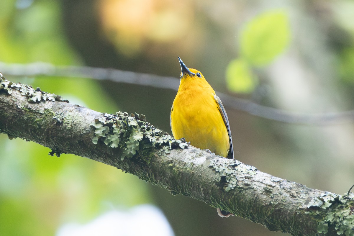 Prothonotary Warbler - ML620134512