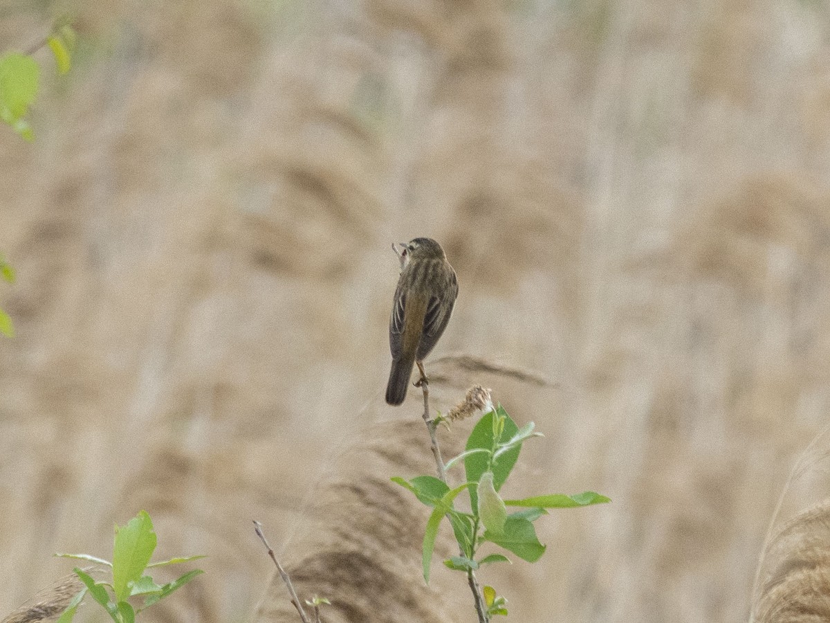 Sedge Warbler - ML620134514