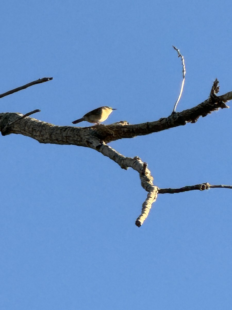 House Wren - ML620134517