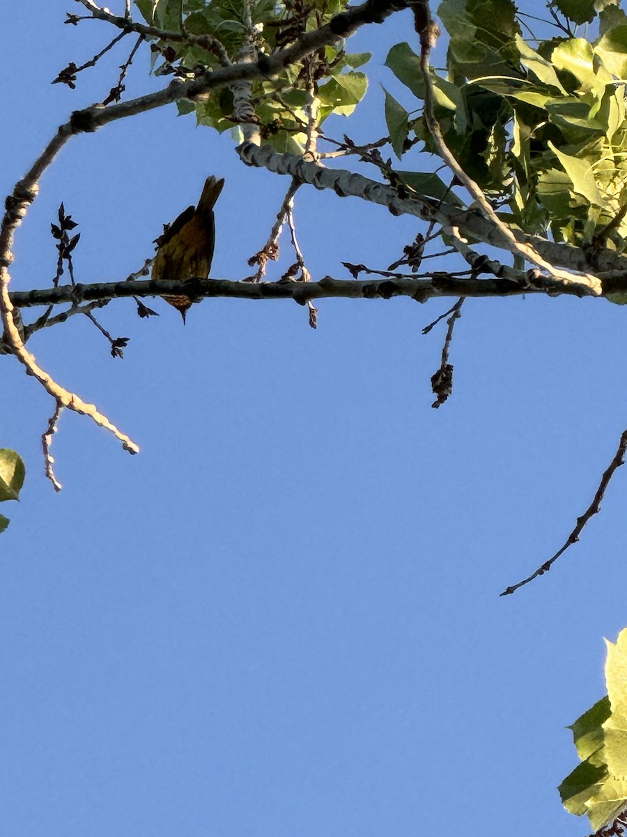 Baltimore Oriole - ML620134523