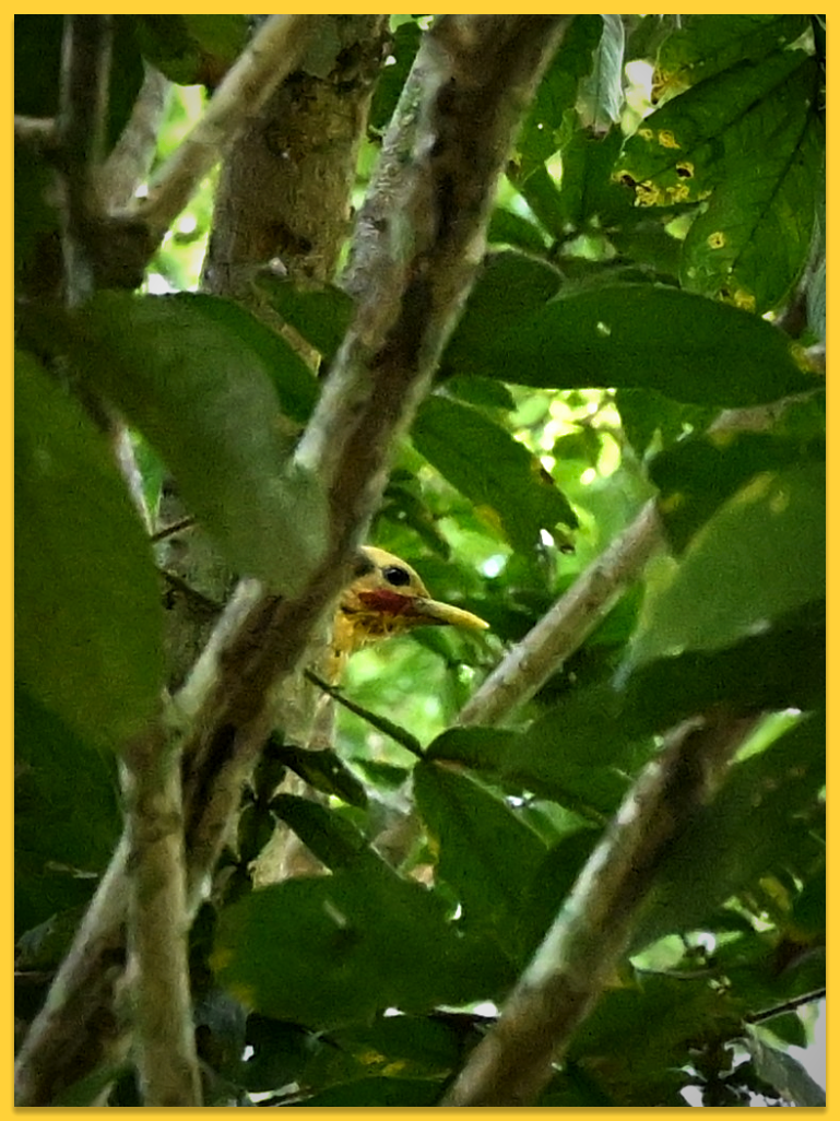 Cream-colored Woodpecker - ML620134524