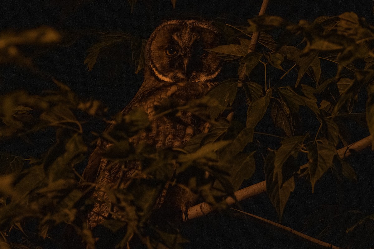Long-eared Owl - ML620134532