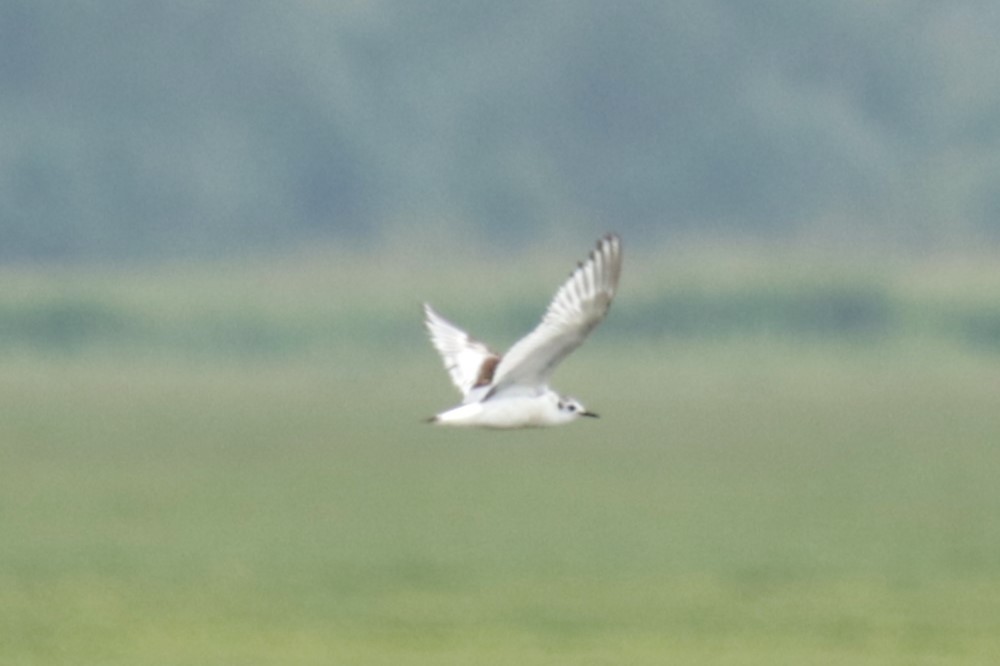 Little Gull - ML620134534