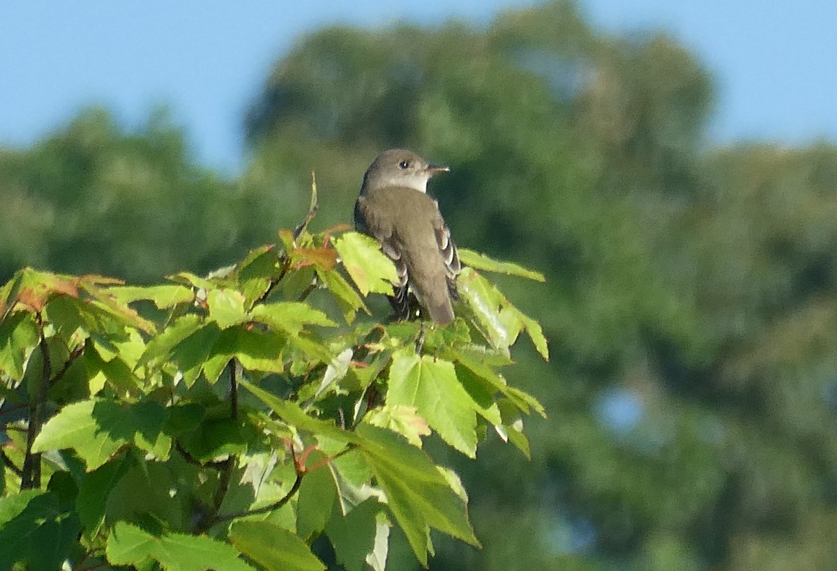 Willow Flycatcher - ML620134541