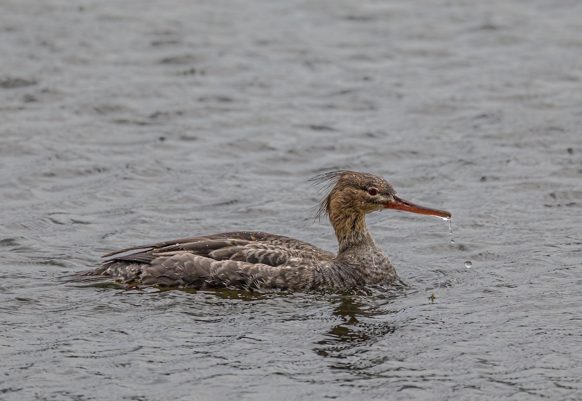 Red-breasted Merganser - ML620134544