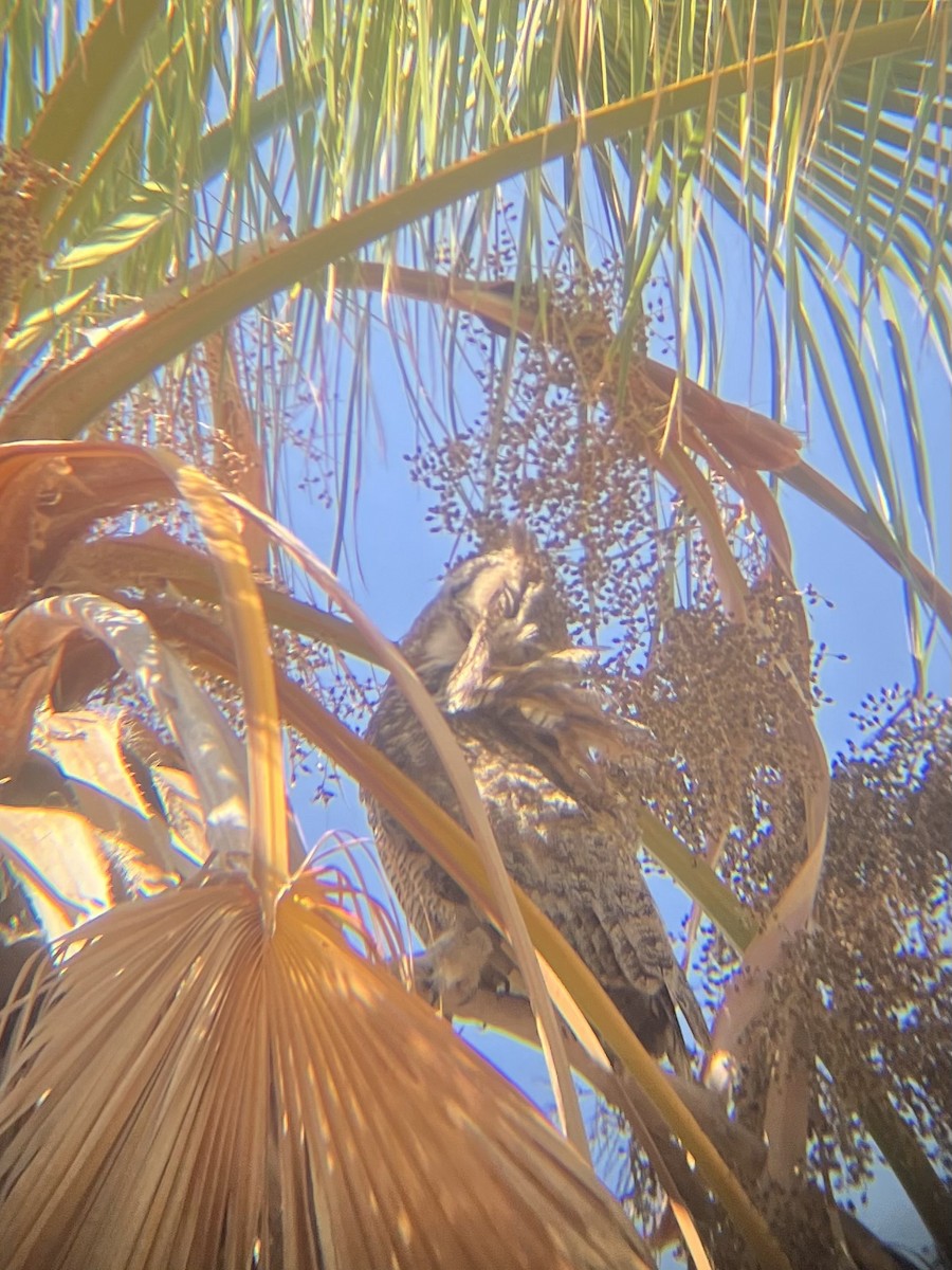 Great Horned Owl - ML620134559