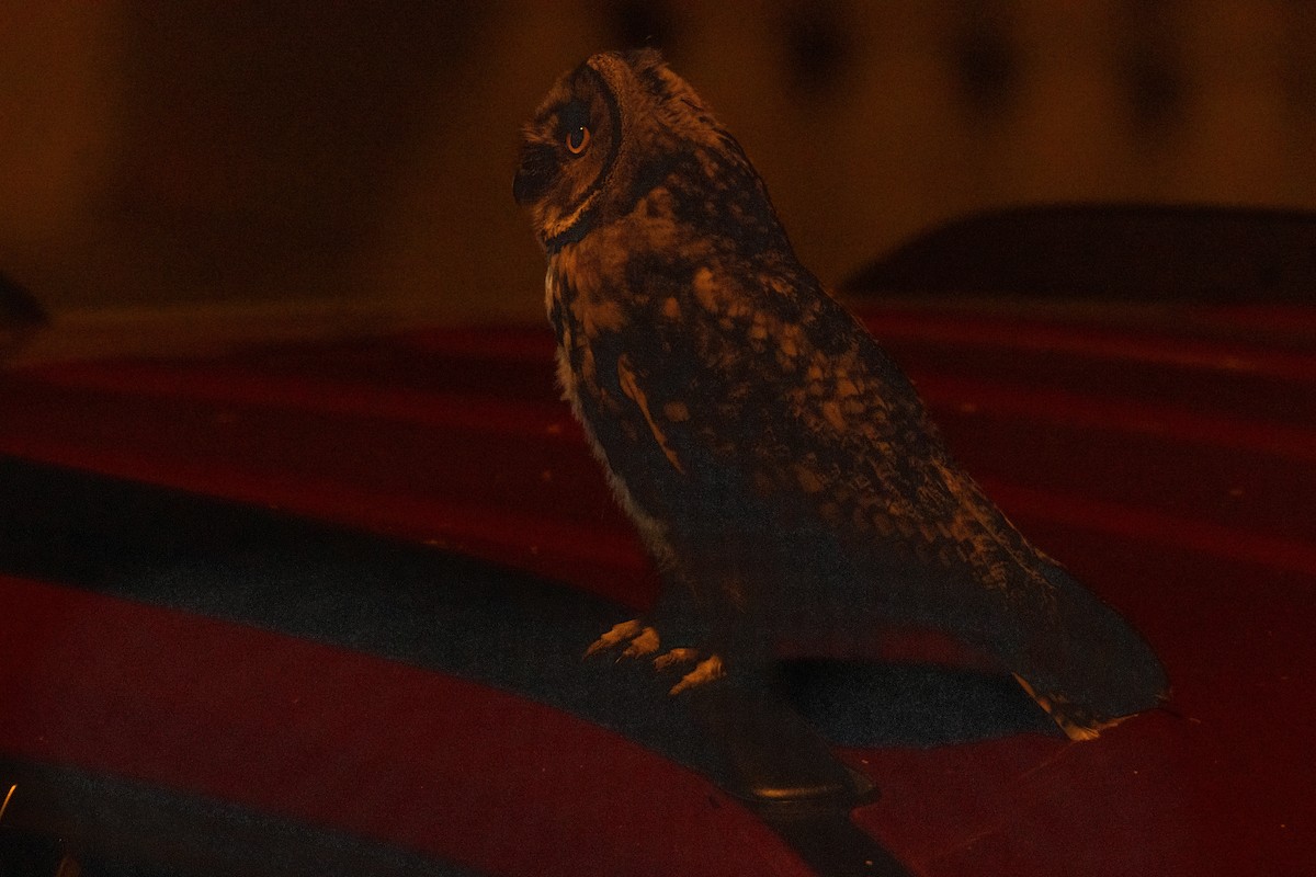 Long-eared Owl - ML620134566