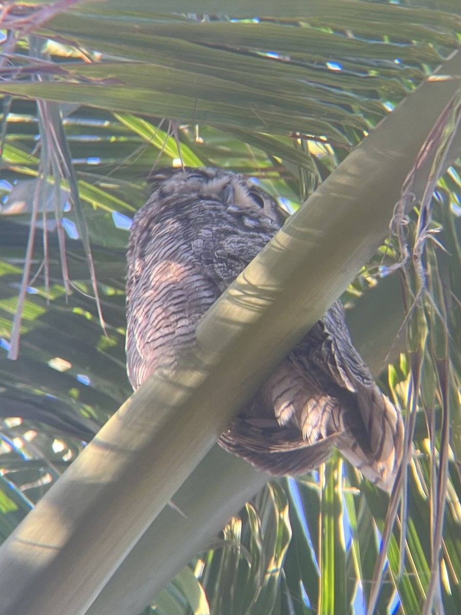 Great Horned Owl - ML620134597