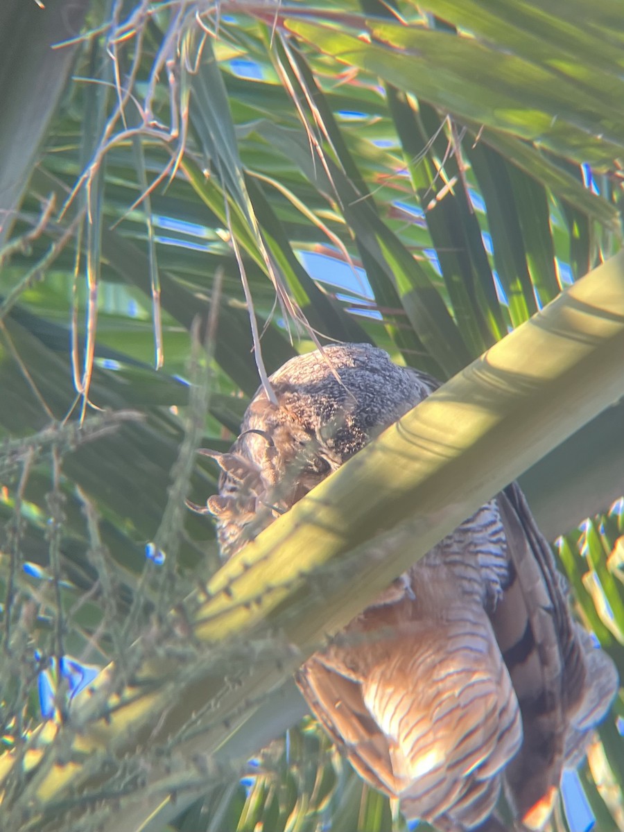 Great Horned Owl - ML620134598