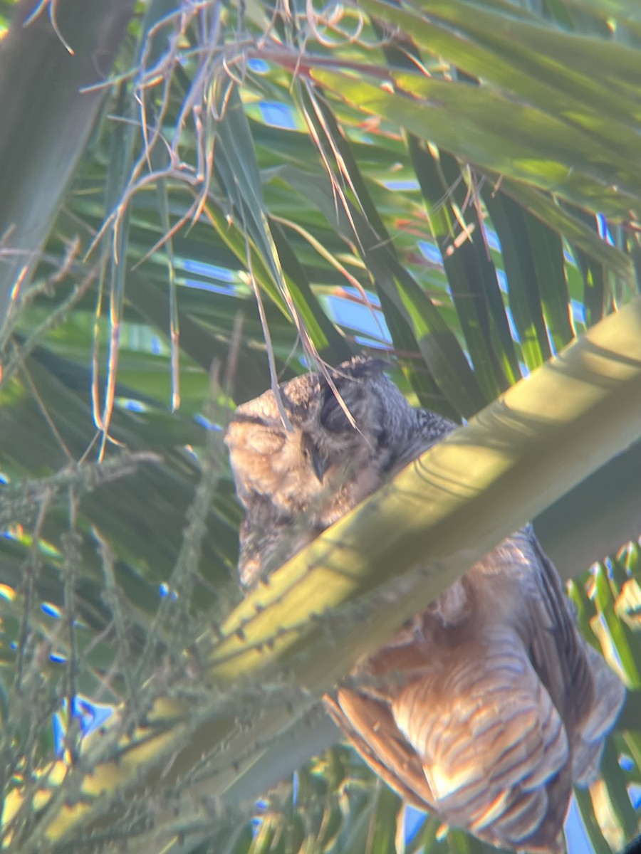 Great Horned Owl - ML620134599