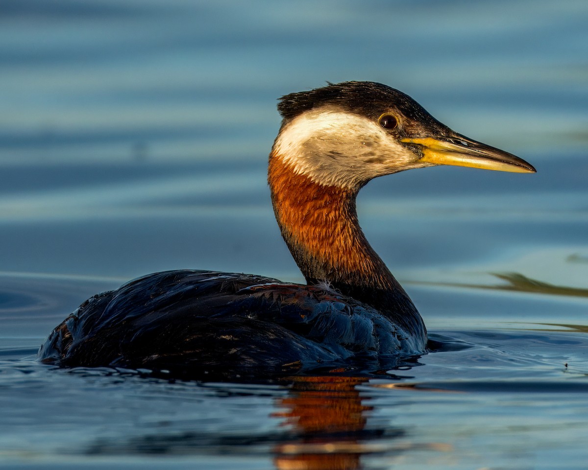 Red-necked Grebe - ML620134602