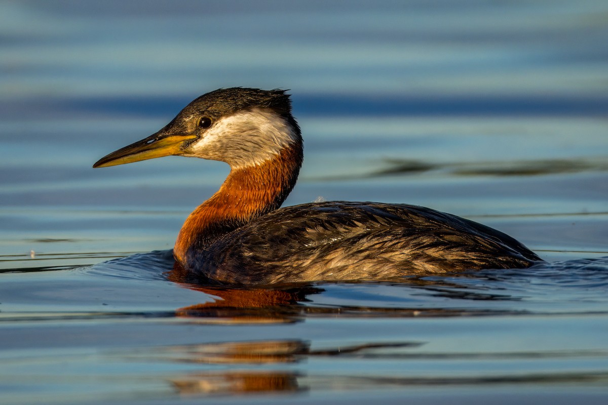 Red-necked Grebe - ML620134603