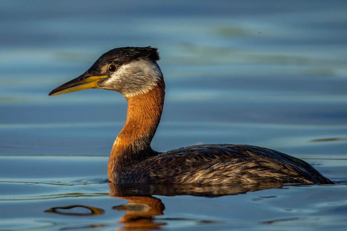 Red-necked Grebe - ML620134607