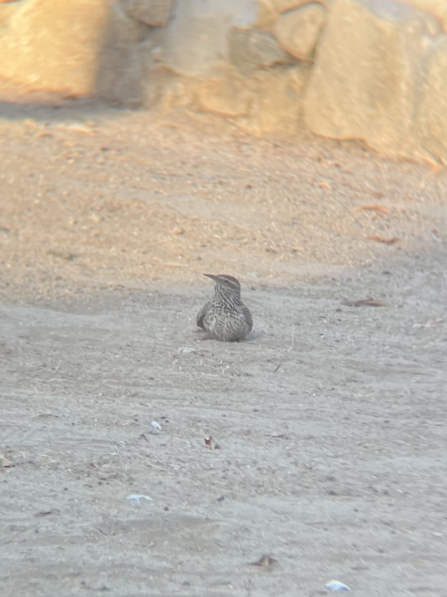 Cactus Wren - ML620134608