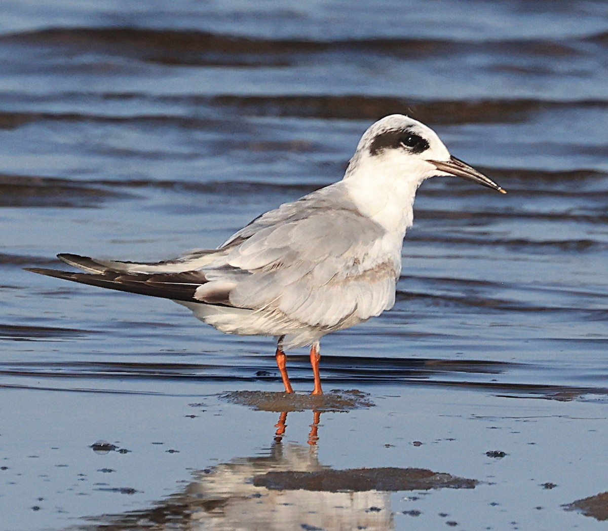 Forster's Tern - ML620134633