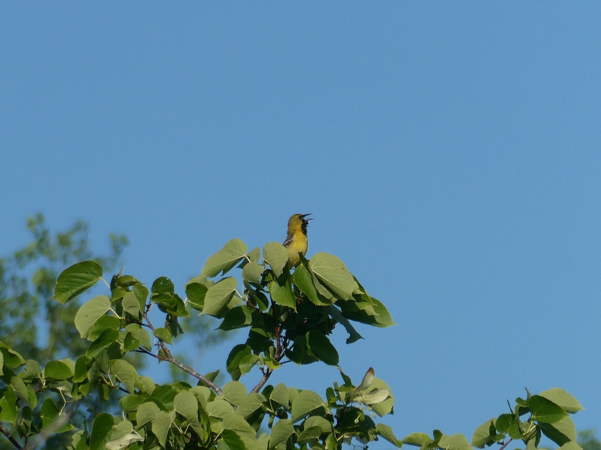 Orchard Oriole - ML620134635