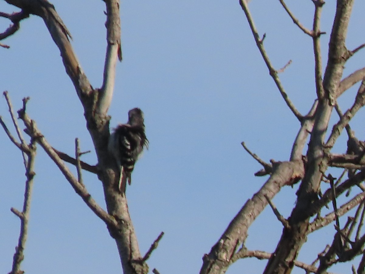 Hairy Woodpecker - ML620134639
