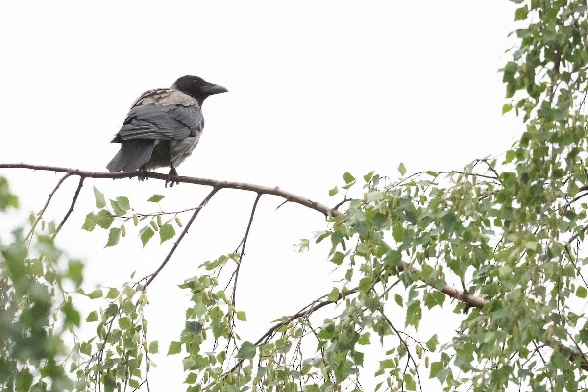 Hooded Crow - ML620134641