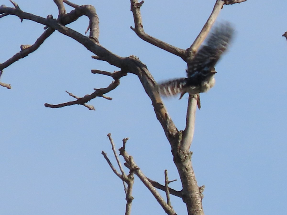 Hairy Woodpecker - ML620134643