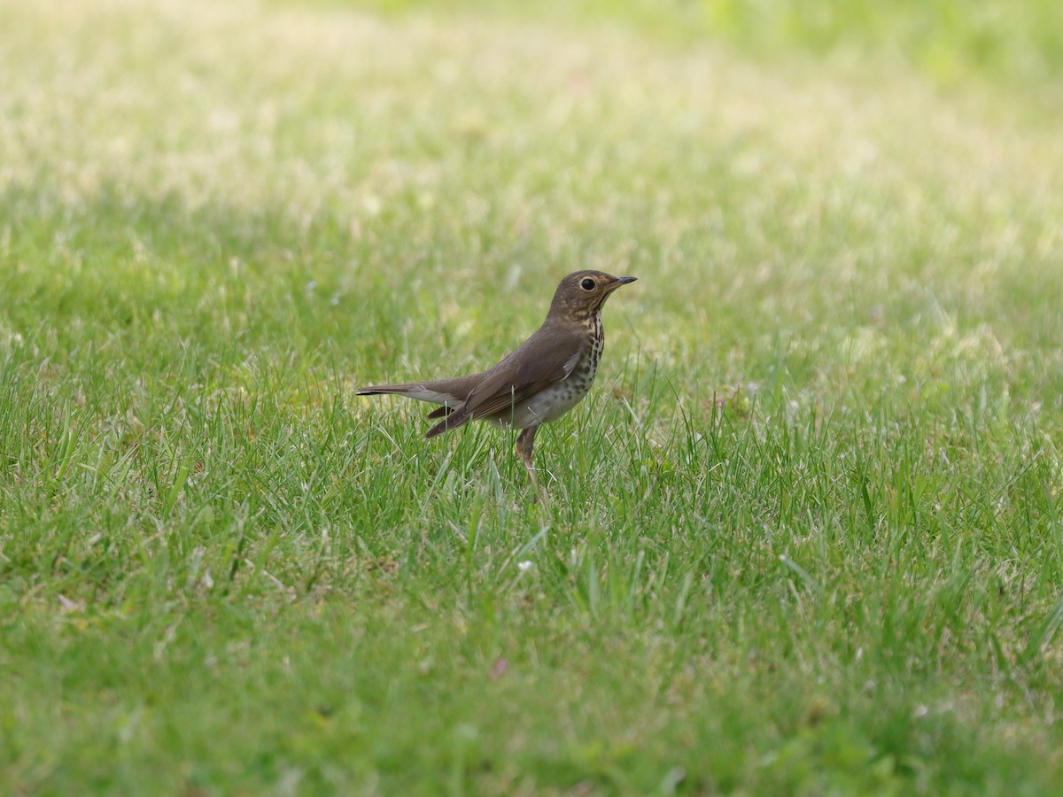 Gray-cheeked Thrush - ML620134645