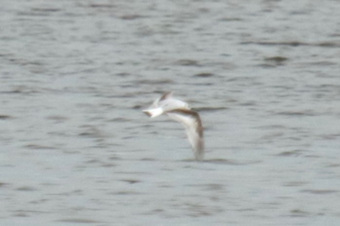 Little Gull - ML620134649