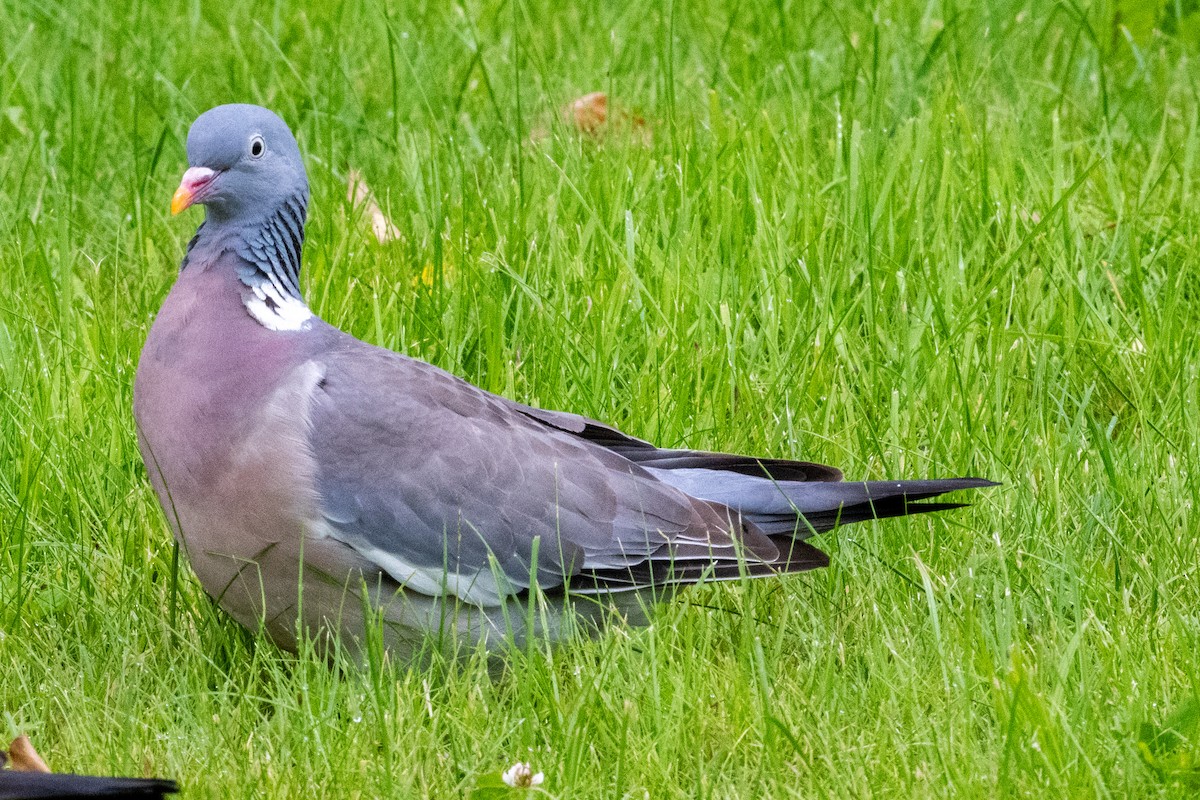 Common Wood-Pigeon - ML620134656