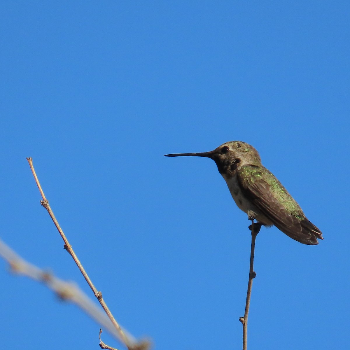 Costa's Hummingbird - ML620134658