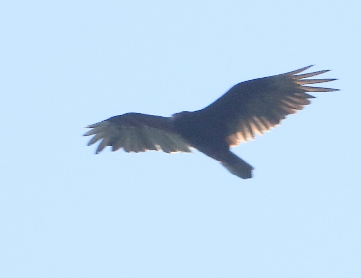 Turkey Vulture - ML620134663