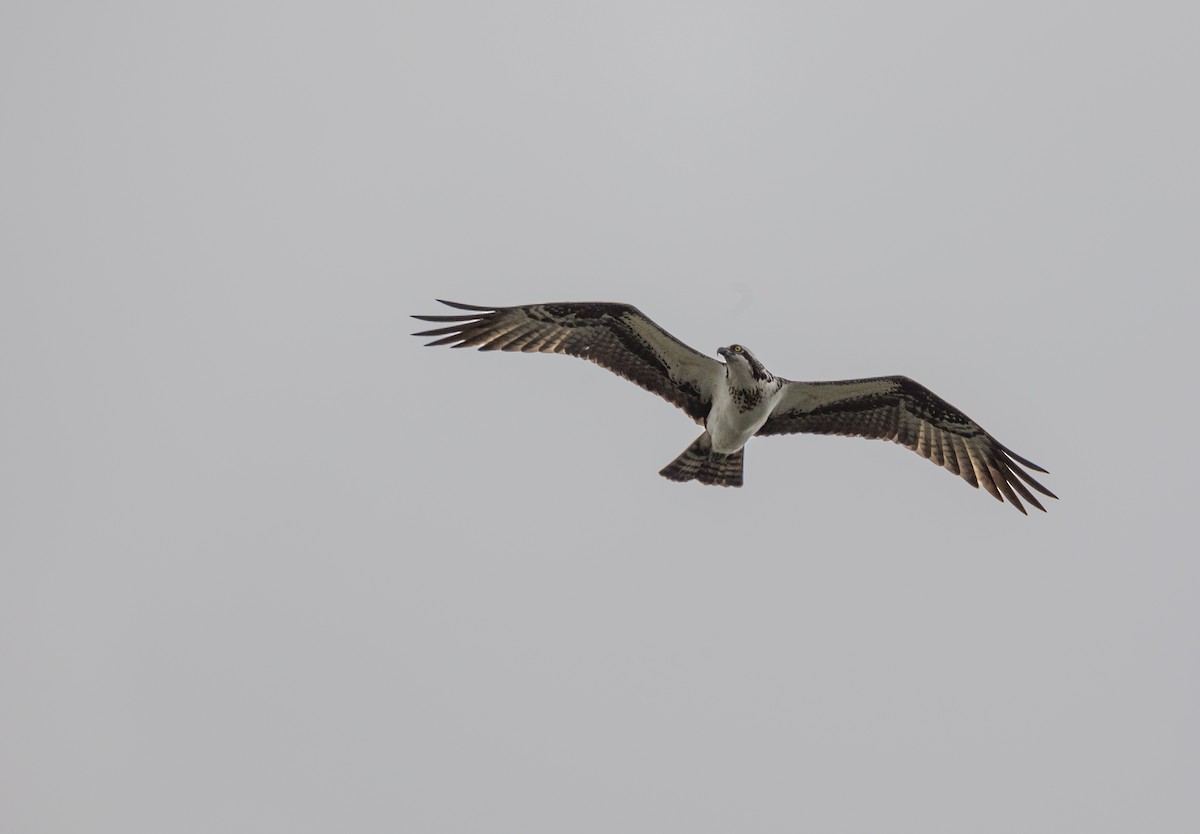 Balbuzard pêcheur - ML620134668