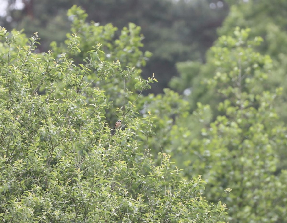 Red-backed Shrike - ML620134670