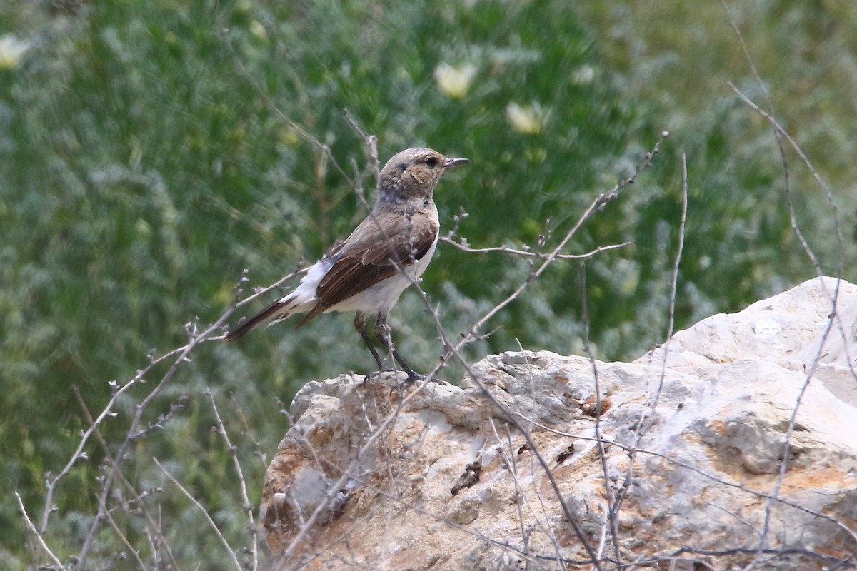 bělořit šedý (ssp. oenanthe/libanotica) - ML620134677