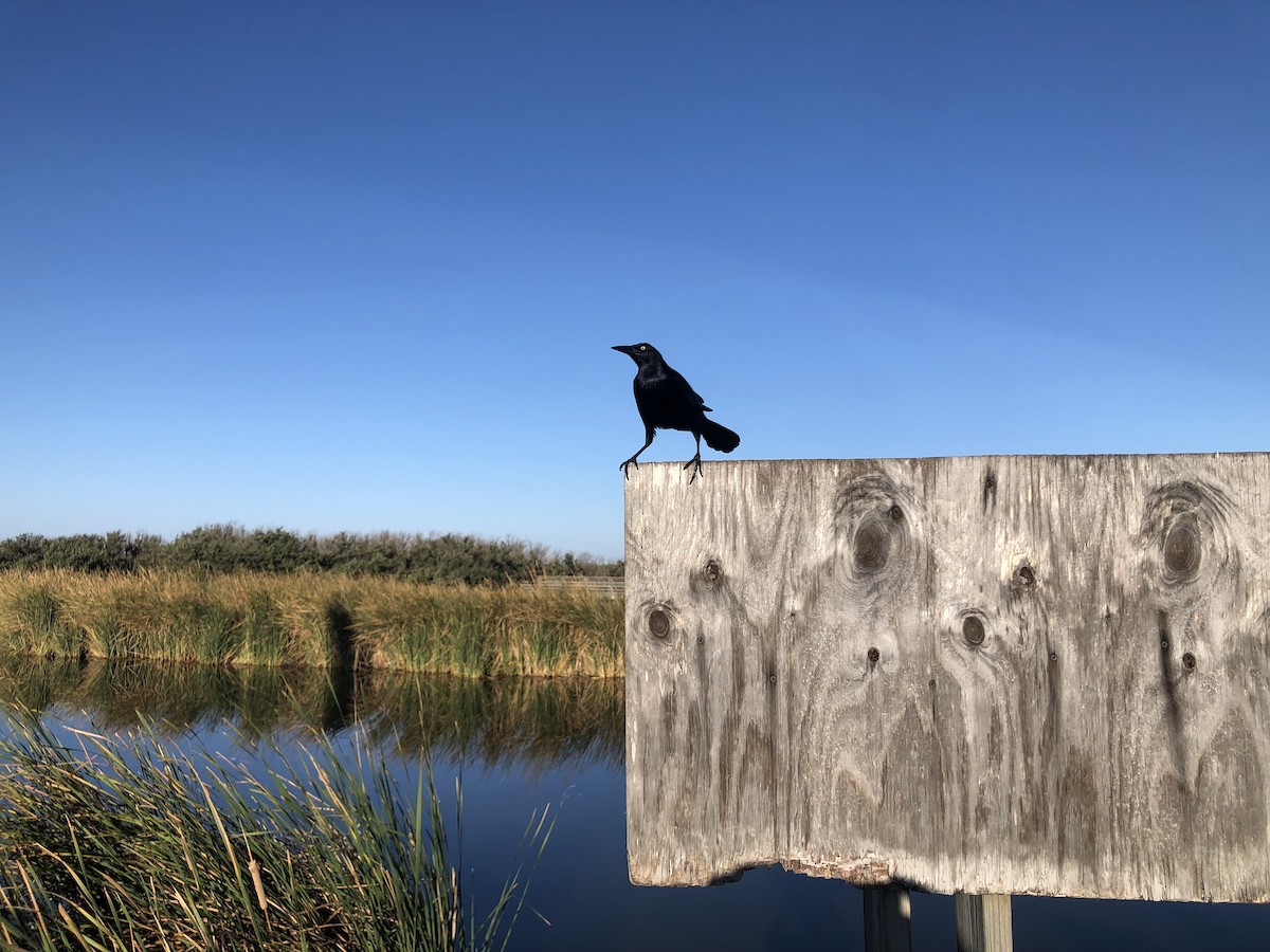 Great-tailed Grackle - ML620134678