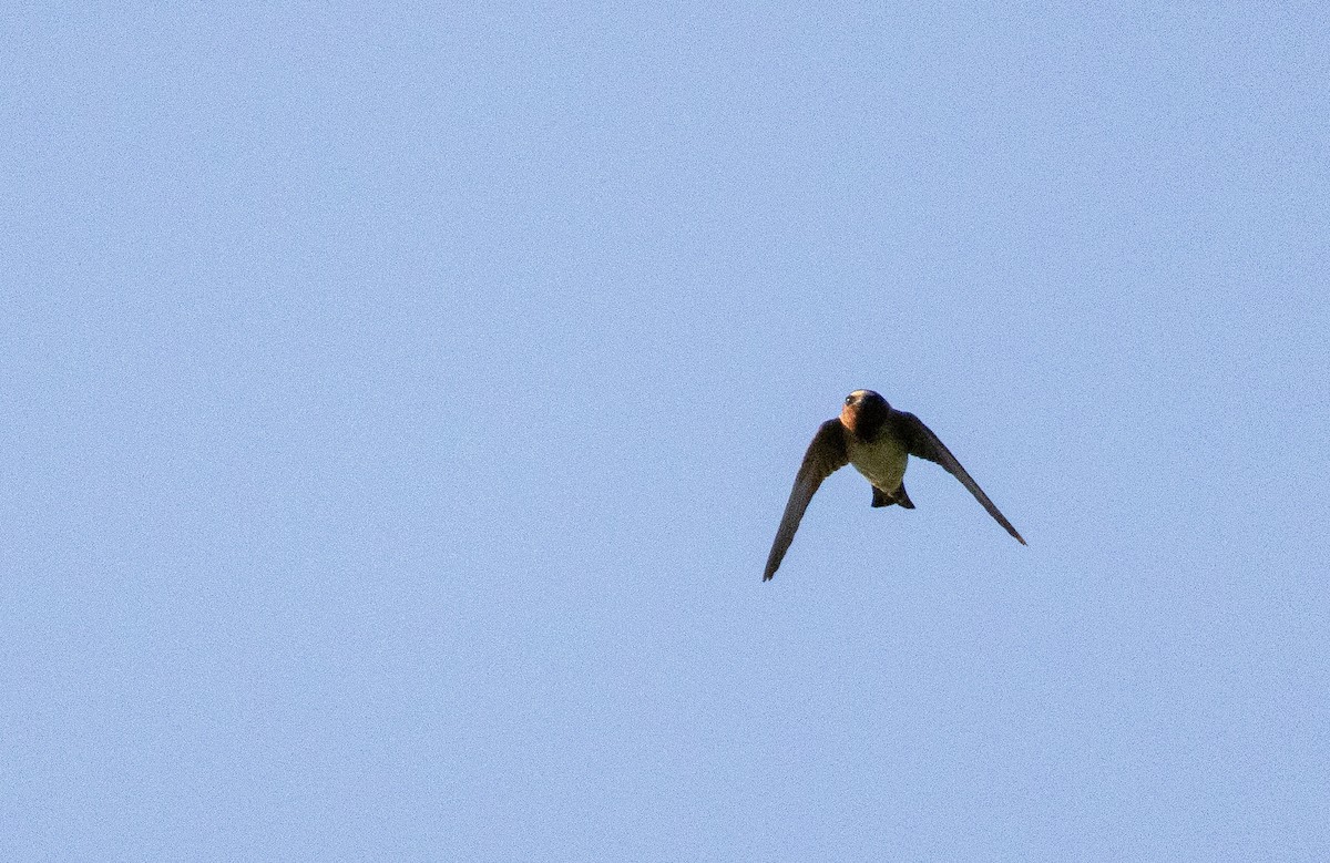 Cliff Swallow - ML620134681