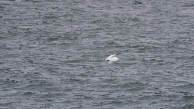 Ivory Gull - ML620134682