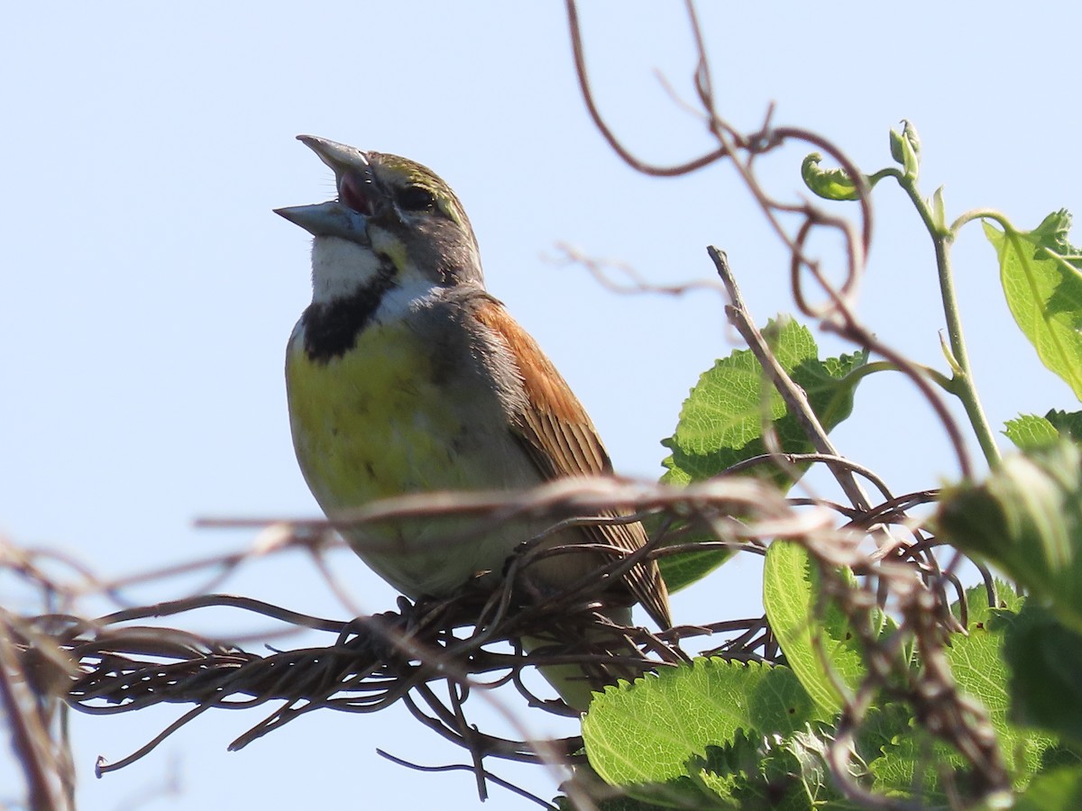 Dickcissel - ML620134688