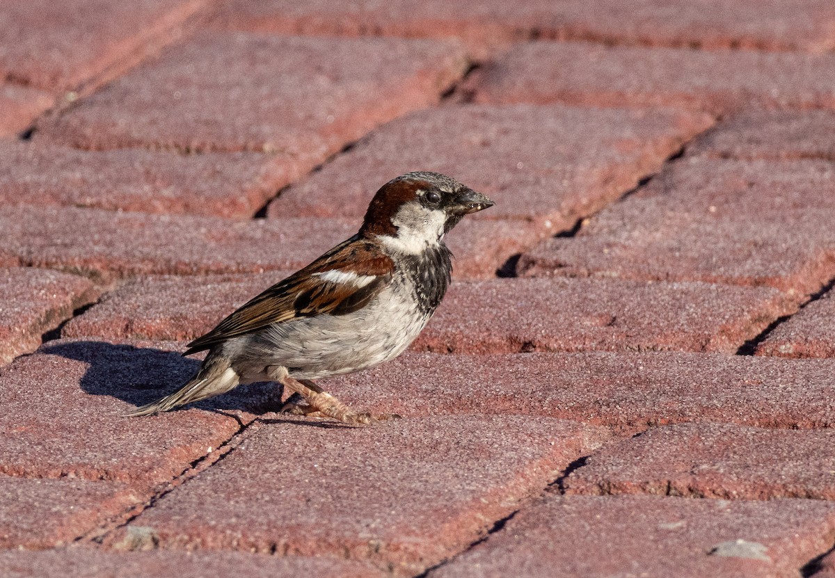 House Sparrow - ML620134706