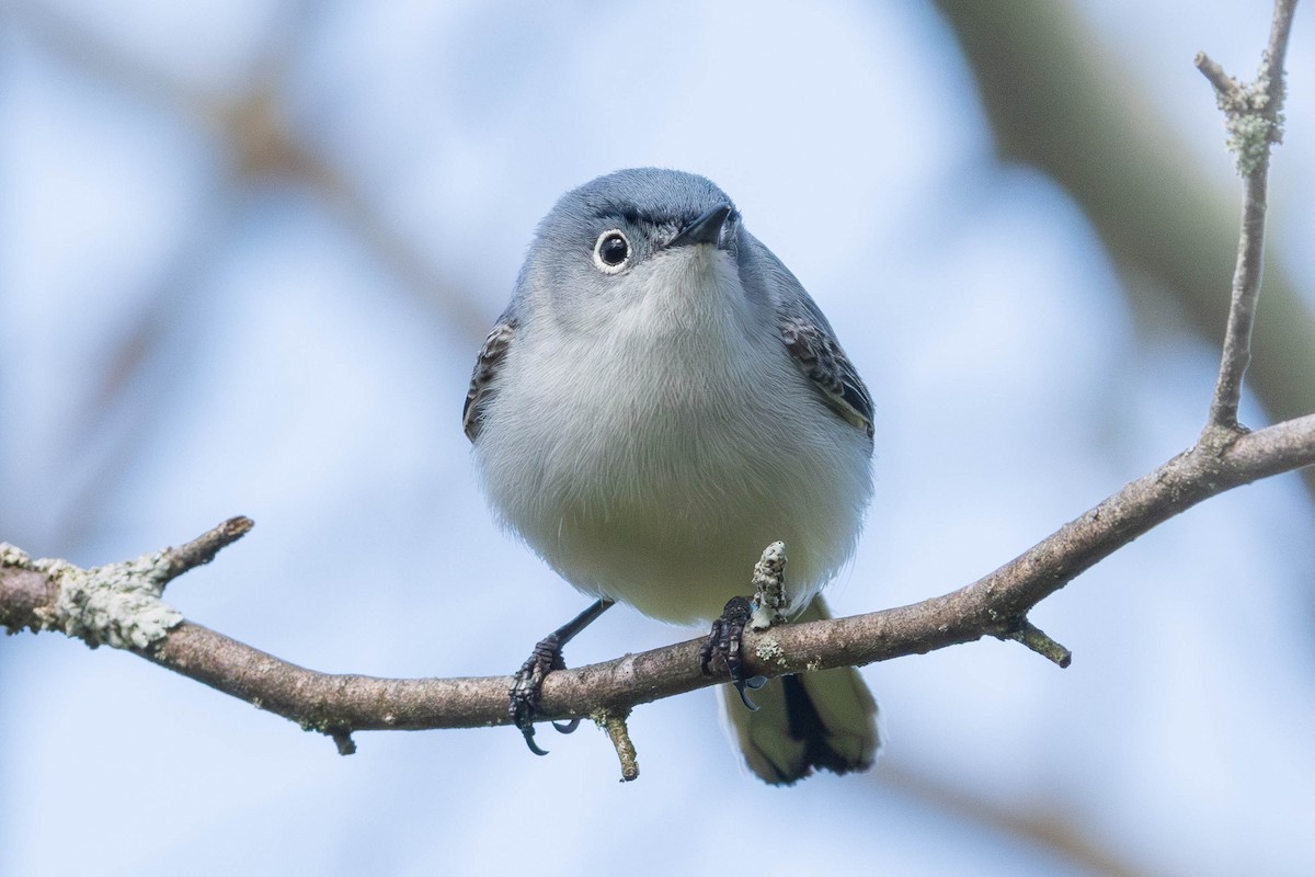 Blue-gray Gnatcatcher - ML620134717