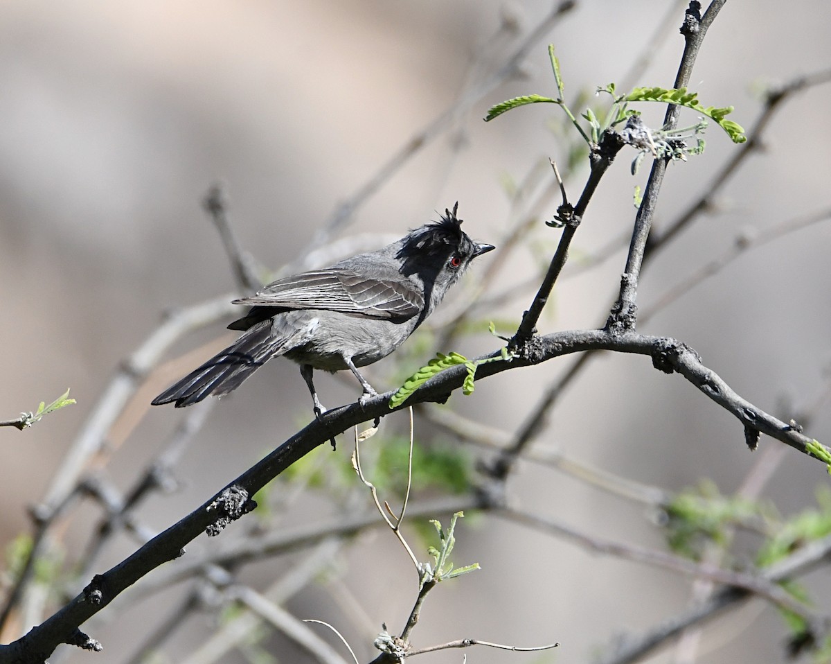 Kara Faynopepla - ML620134725