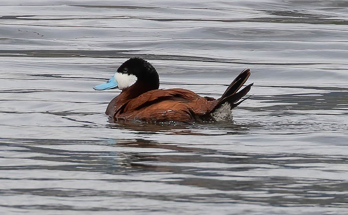 Ruddy Duck - ML620134739