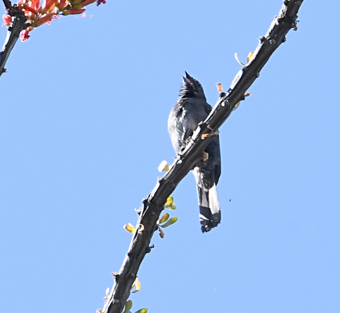 Five-striped Sparrow - ML620134741