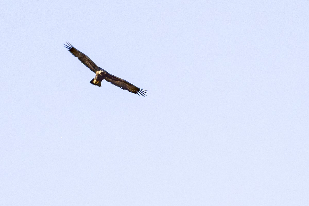 Golden Eagle - ML620134744