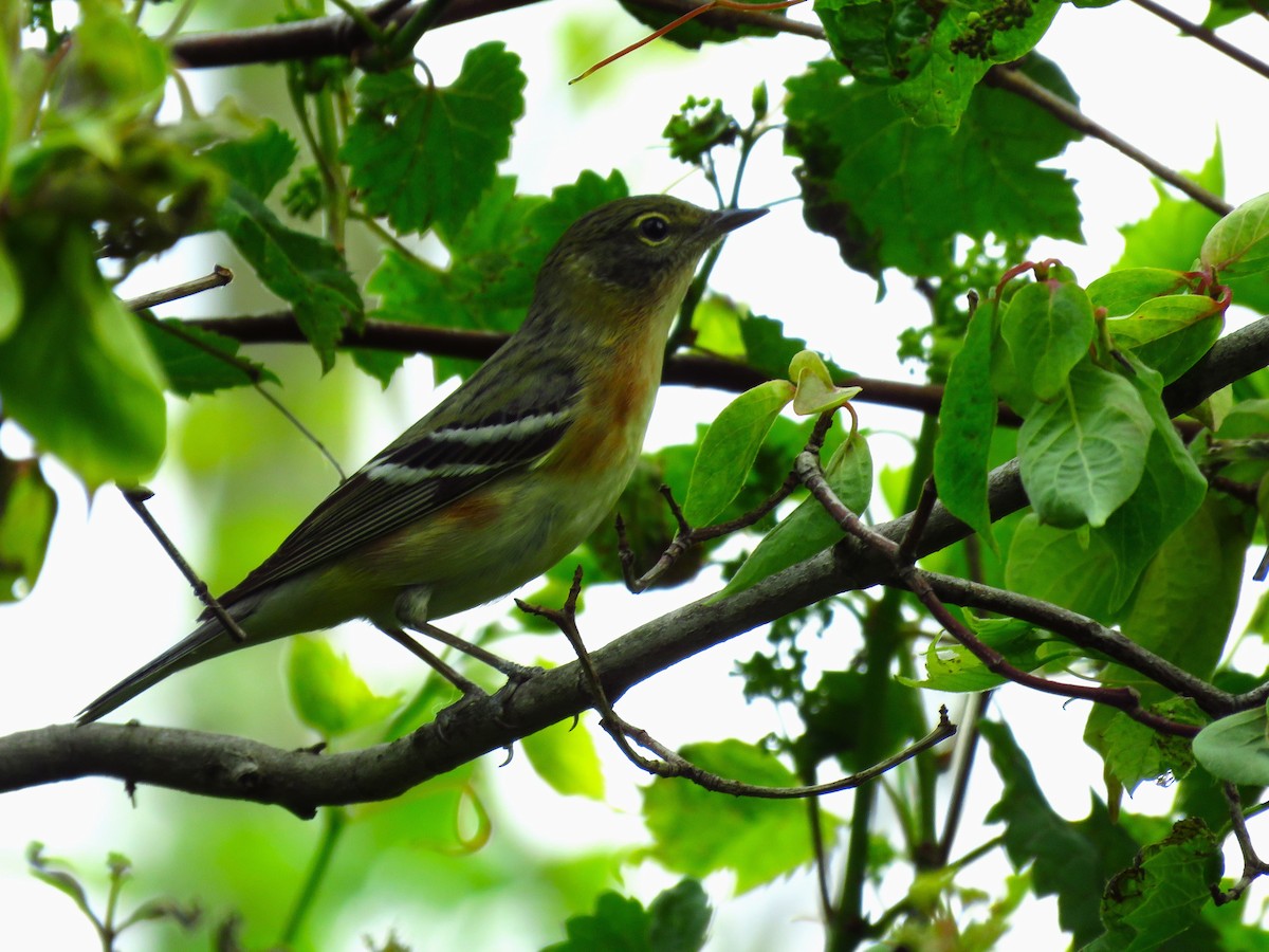 Bay-breasted Warbler - ML620134771