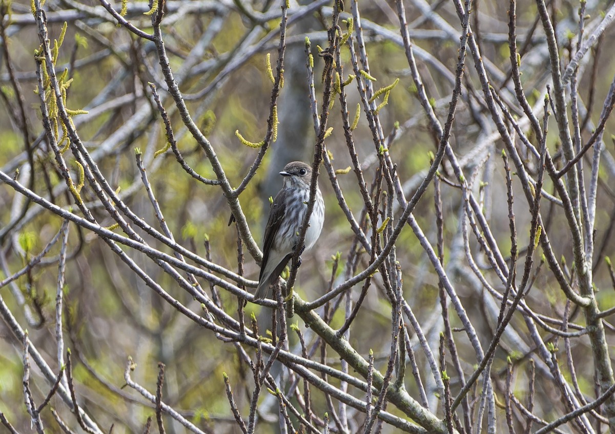 Gray-streaked Flycatcher - ML620134774