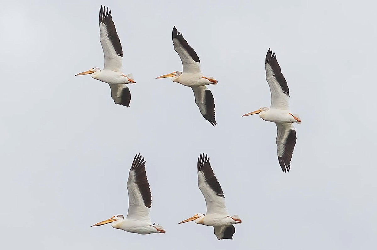 pelikán severoamerický - ML620134778