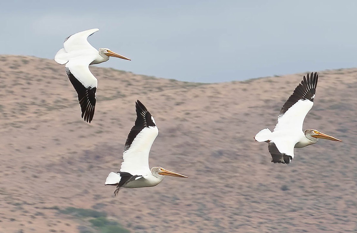 pelikán severoamerický - ML620134779