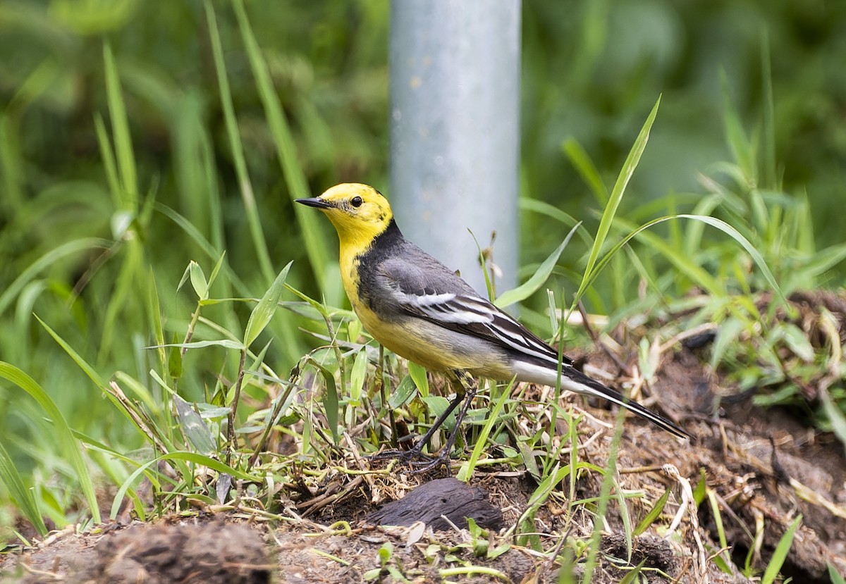 Citrine Wagtail - ML620134781