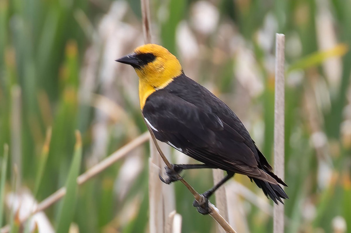 Yellow-headed Blackbird - ML620134785