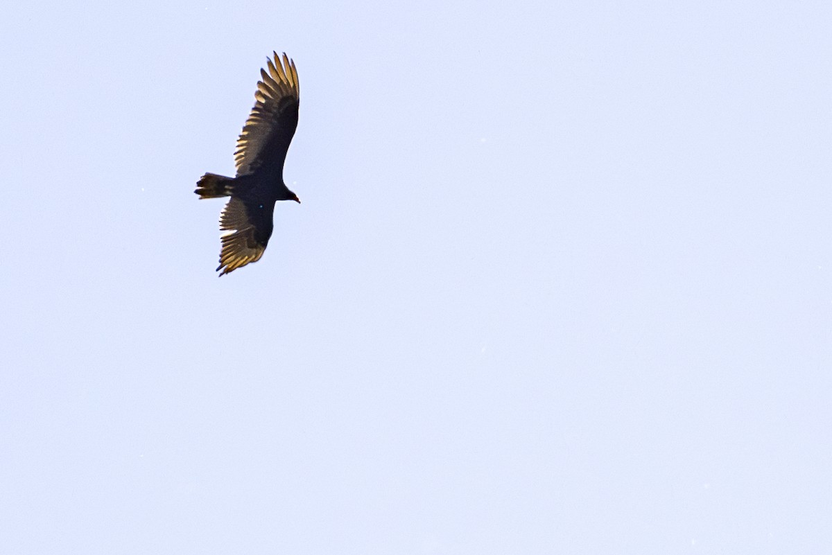 Turkey Vulture - ML620134795