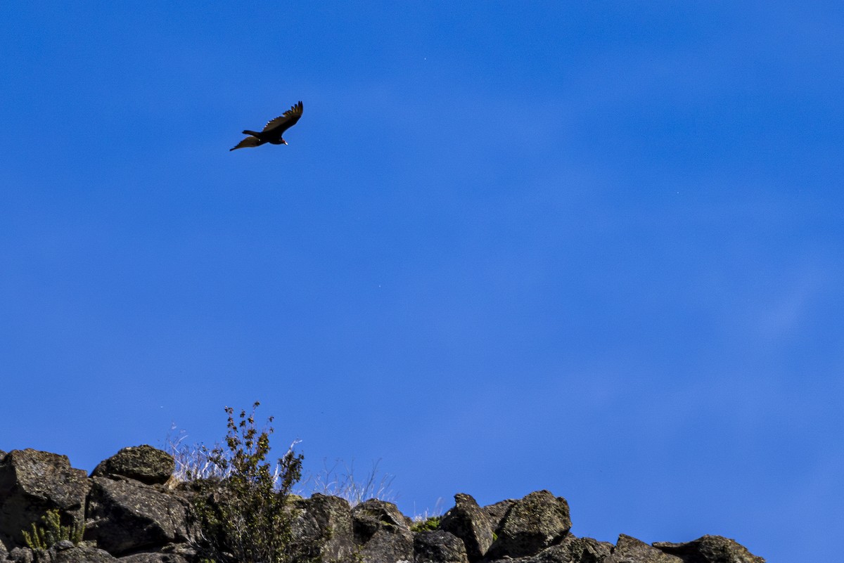 Turkey Vulture - ML620134797
