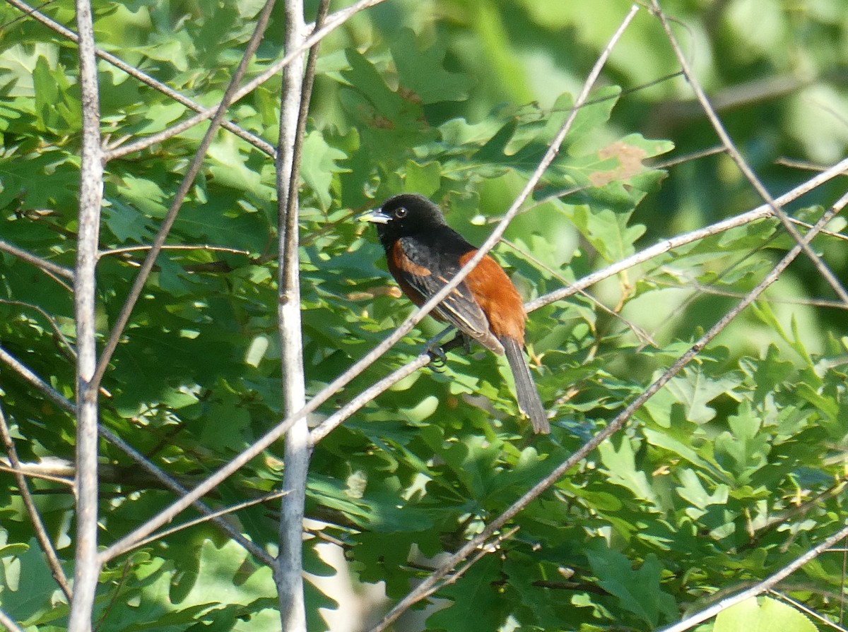 Orchard Oriole - ML620134820